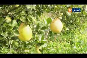 فلاحة: إنتاج الفواكه يكفي 40 كلغ لكل جزائري سنويا