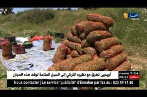 المدية: الجلبان..إنتاج وفير من دون تسويق