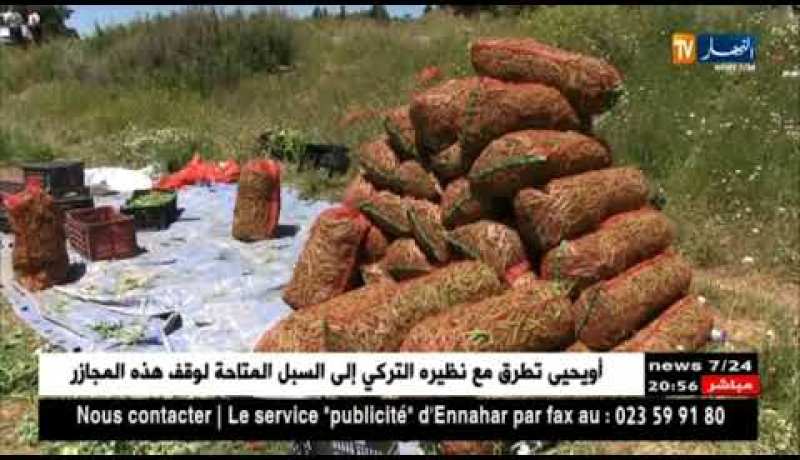 المدية: الجلبان..إنتاج وفير من دون تسويق