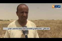 فلاحة: فلاحو الوادي كونين يحققون نجاحا في تجربة “تريتكال” البديل عن الشعير