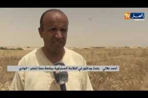 فلاحة: فلاحو الوادي كونين يحققون نجاحا في تجربة “تريتكال” البديل عن الشعير