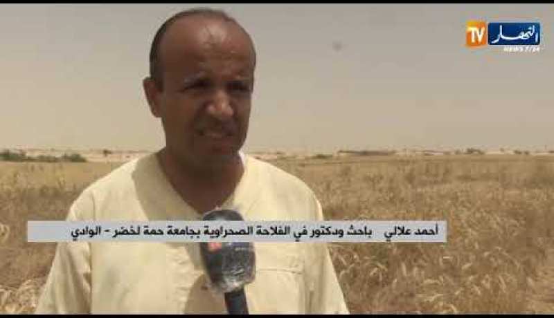 فلاحة: فلاحو الوادي كونين يحققون نجاحا في تجربة “تريتكال” البديل عن الشعير