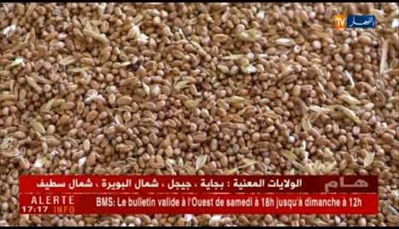 تجارة: الجزائر تستورد حوالي 175 ألف طن من القمح الصلب في مناقصة جديدة