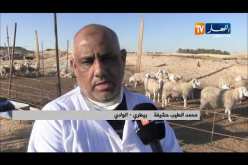 الوادي: الموالون يرفضون غلق الأسواق ويضربون قرار السلطات عرض الحائط