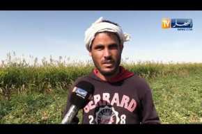 الوادي : إنتاج قياسي للطماطم بالمقرن ينتظر إلتفاتة من السلطات لتطويره