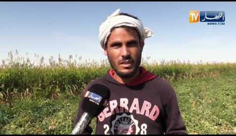 الوادي : إنتاج قياسي للطماطم بالمقرن ينتظر إلتفاتة من السلطات لتطويره