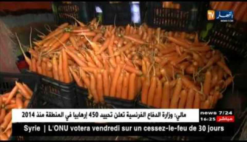 سعيدة: إنتاج وفير لمادة الجزر بمنطقة أولاد يوسف