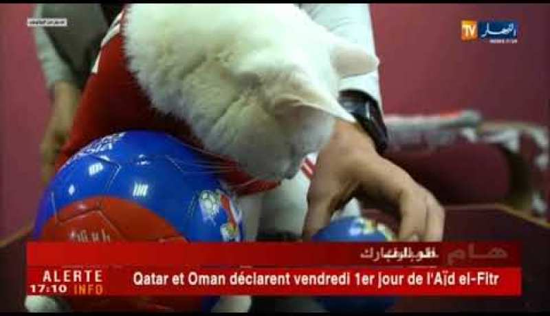 المونديال.. بين الشعوذة، تنبؤات الحيوانات وترجيحات العلم