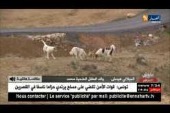 نقاش على المباشر: وفاة طفل بسبب هجوم كلب متشرد بتيبازة.. القصة الكاملة