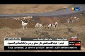 نقاش على المباشر: وفاة طفل بسبب هجوم كلب متشرد بتيبازة.. القصة الكاملة