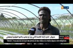 هجرة غير شرعية: معاملة الجزائريين للأفارقة ..الصورة المشرقة