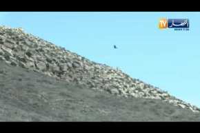 رصد عقاب ذهبي نادر يحلق في أجواء تيسمسيلت