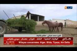 سعيدة: الحاج عبد الله يعشق تربية الخيول رغم تقدمه في السن