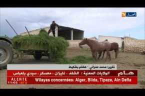 سعيدة: الحاج عبد الله يعشق تربية الخيول رغم تقدمه في السن