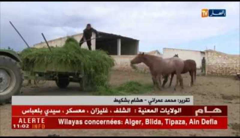 سعيدة: الحاج عبد الله يعشق تربية الخيول رغم تقدمه في السن