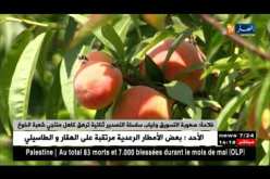 فلاحة: صعوبة التسويق وغياب سلسلة التصدير ثنائية ترهق كاهل منتجي شعبة الخوخ