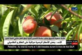 فلاحة: صعوبة التسويق وغياب سلسلة التصدير ثنائية ترهق كاهل منتجي شعبة الخوخ