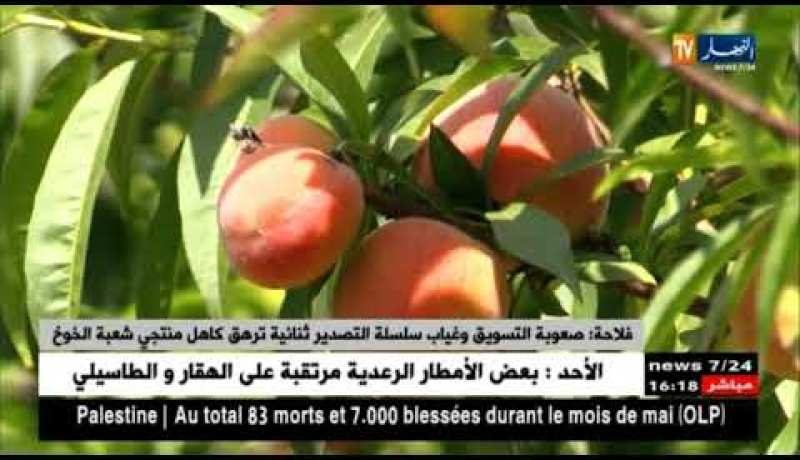 فلاحة: صعوبة التسويق وغياب سلسلة التصدير ثنائية ترهق كاهل منتجي شعبة الخوخ