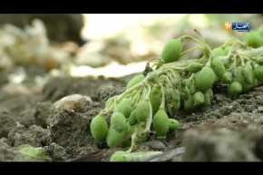 بومرداس: مرض الميديو يفتك بأشجار العنب وينذر بموسم كارثي والفلاحون يستغيثون