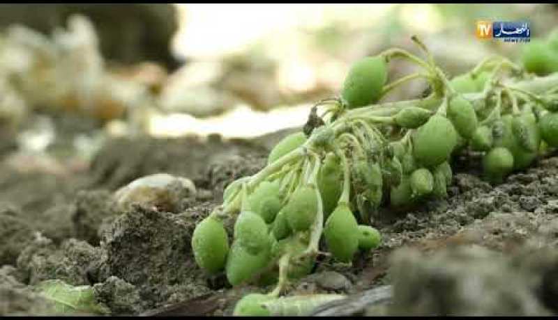 بومرداس: مرض الميديو يفتك بأشجار العنب وينذر بموسم كارثي والفلاحون يستغيثون