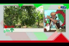 العدد 210 من طالع هابط مع الشيخ النوي