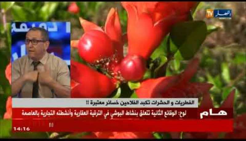 الفطريات والحشرات تكبد الفلاحين خسائر معتبرة !!