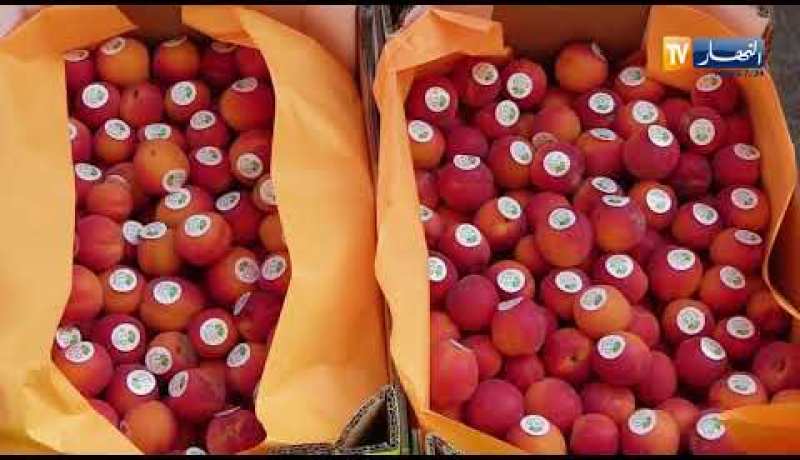 تجارة: شركة “ECD FOODS” تصدر 18 طن من الفواكه للإمارات و السعودية