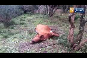 عودة ظاهرة نفوق رؤوس الأبقار لأسباب مجهولة بمنطقة أولاد امحمد بجيجل