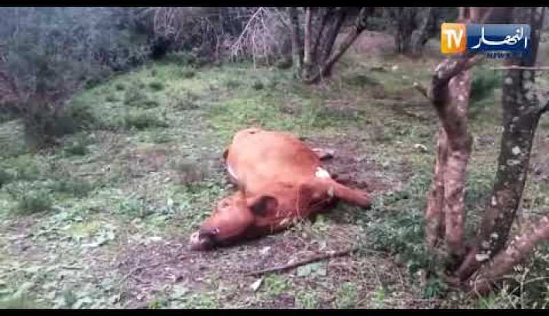 عودة ظاهرة نفوق رؤوس الأبقار لأسباب مجهولة بمنطقة أولاد امحمد بجيجل