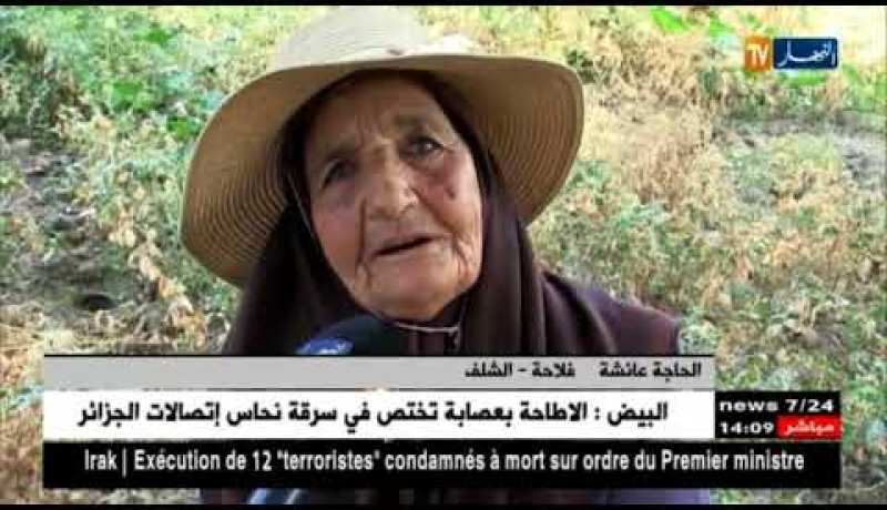 الشلف: الحاجة عائشة ..عندما ترتبط المرأة بخدمة أرضها لسنين