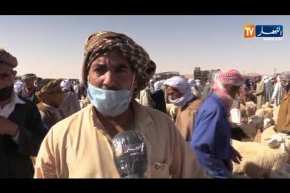 البيض: غلاء الأعلاف ونقص البيع يزيد من معاناة الموالين