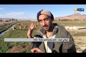 باتنة: السقي بالمياه القذرة.. مروانة تستغيث