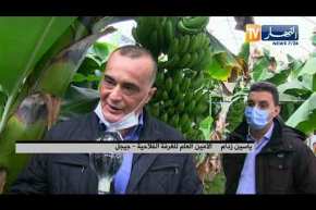 جيجل: زراعة وإنتاج الموز..  من الفكرة إلى التجسيد على أرض الواقع