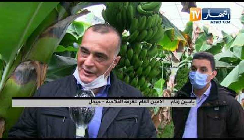 جيجل: زراعة وإنتاج الموز..  من الفكرة إلى التجسيد على أرض الواقع