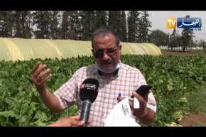 سيدي بلعباس: تجربة زراعة الشمندر السكري.. منتوج جديد يحقق نتائج باهرة