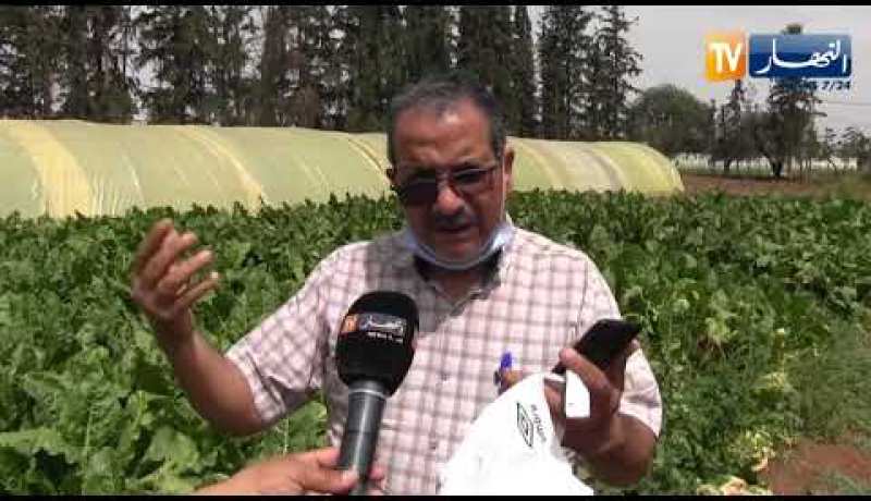 سيدي بلعباس: تجربة زراعة الشمندر السكري.. منتوج جديد يحقق نتائج باهرة