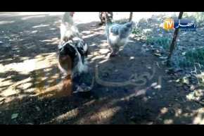 البراهمة، الجنواز.. أنواع من دجاج الزينة يصل سعرها مليونين سنتيم للواحد في جيجل