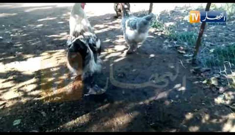 البراهمة، الجنواز.. أنواع من دجاج الزينة يصل سعرها مليونين سنتيم للواحد في جيجل