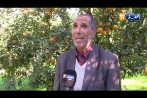 فلاحة-حمضيات-تسوق-دون-إحمرارها-الفلاح