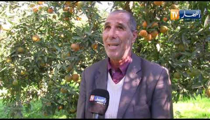 فلاحة-حمضيات-تسوق-دون-إحمرارها-الفلاح