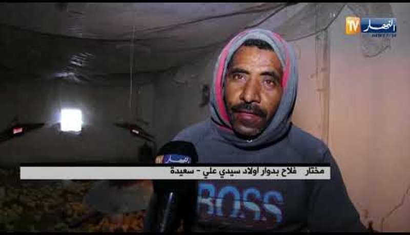 سعيدة: تربية الدواجن… نشاط ناجح وفلاحون ينتظرون الدعم