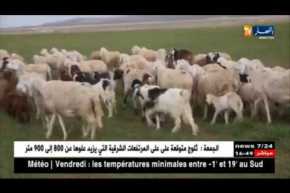 أم البواقي: تفكيك شبكة إجرامية تختص في سرقة المواشي