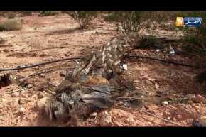 غرداية: مشاريع فاشلة لغرس النخيل.. من المسؤول عن هدر المال العام ؟