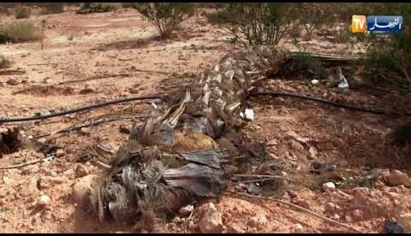 غرداية: مشاريع فاشلة لغرس النخيل.. من المسؤول عن هدر المال العام ؟