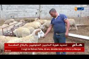 مجتمع: موّالون يبيعون أضاحي العيد بالتقسيط
