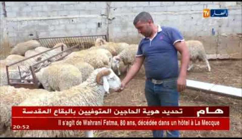 مجتمع: موّالون يبيعون أضاحي العيد بالتقسيط