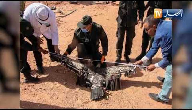 أدرار: العثور على طائر النسر الأبقع “نسر روبل” النادر بمنطقة تيديكلت بأولف