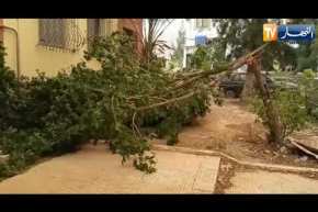 الرياح تتسبب في سقوط اشجار ببلدية اولاد يعيش في البليدة