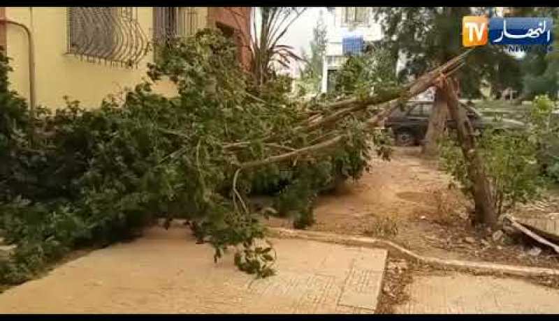 الرياح تتسبب في سقوط اشجار ببلدية اولاد يعيش في البليدة