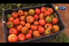 أدرار: وفرة منتوج الطماطم وإنخفاض أسعارها .. الفلاحون يطالبزن بفتح مصنع رقان